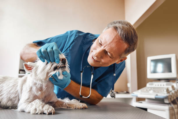 Best Emergency Tooth Extraction in Fennville, MI